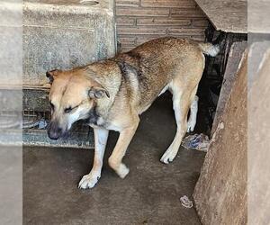 German Shepherd Dog-Unknown Mix Dogs for adoption in Pasadena, TX, USA