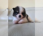 Small #3 Pomeranian