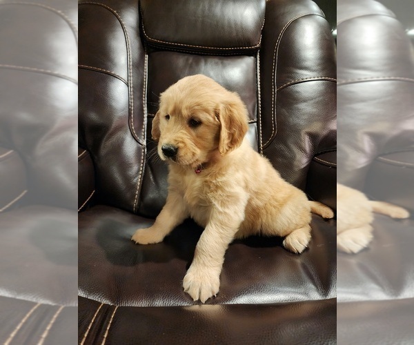 Medium Photo #2 Golden Retriever Puppy For Sale in VANCOUVER, WA, USA