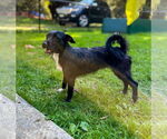Small #4 Mutt