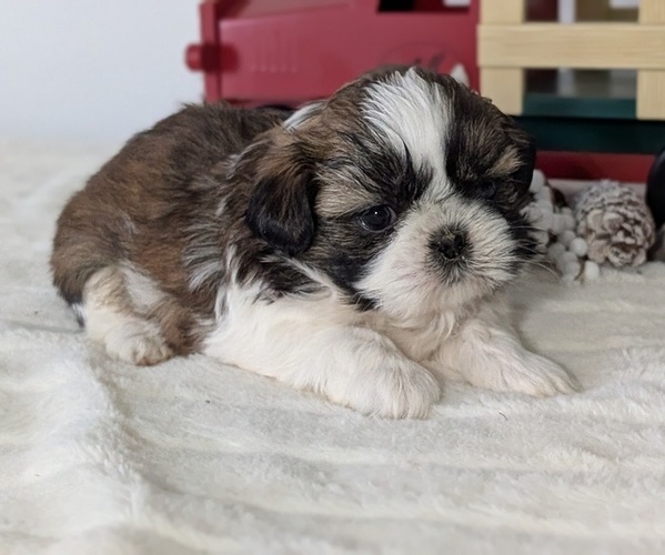 Medium Photo #21 Shih Tzu Puppy For Sale in GOSHEN, IN, USA
