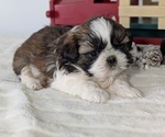 Small Photo #21 Shih Tzu Puppy For Sale in GOSHEN, IN, USA