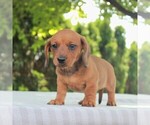 Small #2 Dachshund