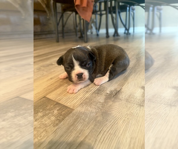 Medium Photo #1 Boston Terrier Puppy For Sale in FREDONIA, KS, USA