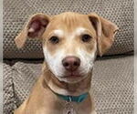 Small #7 Whippet Mix