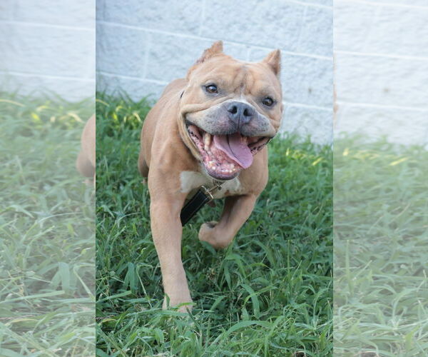 Medium Photo #35 Mutt Puppy For Sale in Philadelphia, PA, USA
