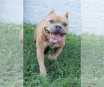 Small #34 Mutt