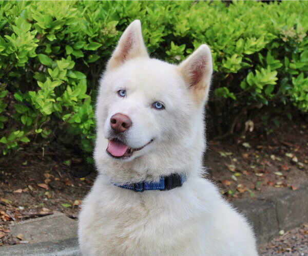 Medium Photo #1 Siberian Husky Puppy For Sale in Cumming, GA, USA