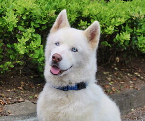 Siberian Husky Dogs for adoption in Cumming, GA, USA