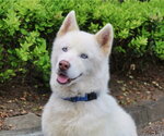 Small Siberian Husky