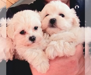 Maltipoo-Poodle (Toy) Mix Puppy for sale in LOCKPORT, NY, USA