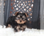 Small #1 Yorkshire Terrier