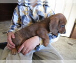Small Photo #4 Dachshund Puppy For Sale in OWEN, WI, USA