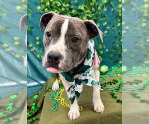 Tink - Female Mutt Dog for Adoption - Photo #2