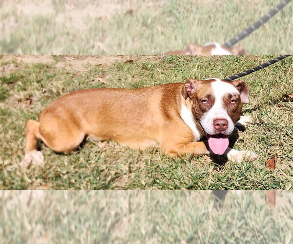 Medium Photo #8 Mutt Puppy For Sale in Wetumpka, AL, USA