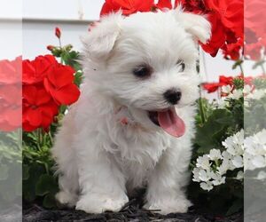 Medium Maltese