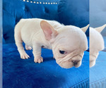 Small #7 French Bulldog