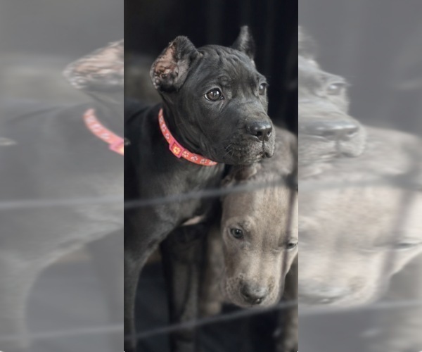 Medium Photo #11 Cane Corso Puppy For Sale in ANDERSON, IN, USA