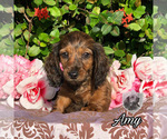 Small Photo #2 Dachshund Puppy For Sale in MIAMI, FL, USA