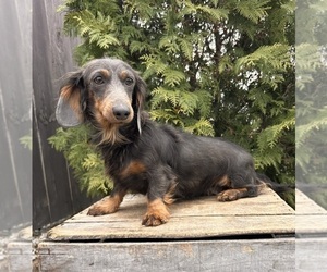 Mother of the Dachshund puppies born on 10/18/2025