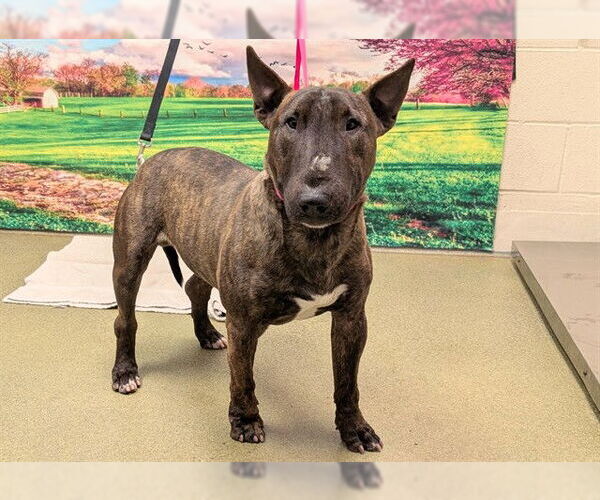 Medium Photo #1 Bull Terrier-Unknown Mix Puppy For Sale in Moreno Valley, CA, USA