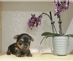 Small #2 Yorkshire Terrier
