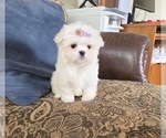 Small Photo #16 Maltese Puppy For Sale in SANTA CLARITA, CA, USA