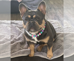 Mother of the French Bulldog puppies born on 10/01/2025