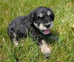 Small #7 Schnauzer (Miniature)