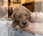 Puppy Cinnamon Goldendoodle