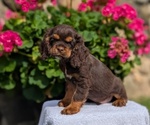 Puppy Thor Cocker Spaniel