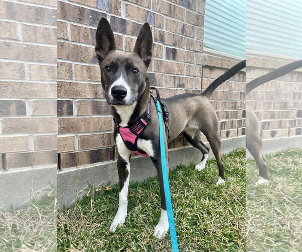 Medium Photo #1 German Shepherd Dog-Unknown Mix Puppy For Sale in The Woodlands, TX, USA