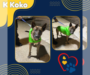 German Shepherd Dog-Unknown Mix Dogs for adoption in Bronx, NY, USA