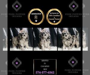 Cavapoo Puppy for sale in WARSAW, IN, USA