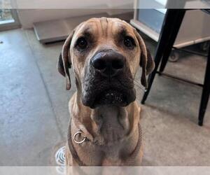 Mastiff-Unknown Mix Dogs for adoption in Tavares, FL, USA