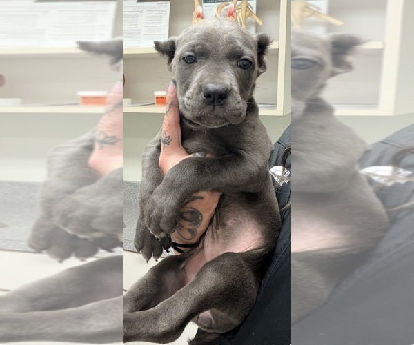 Medium Photo #8 Cane Corso Puppy For Sale in ANDERSON, IN, USA