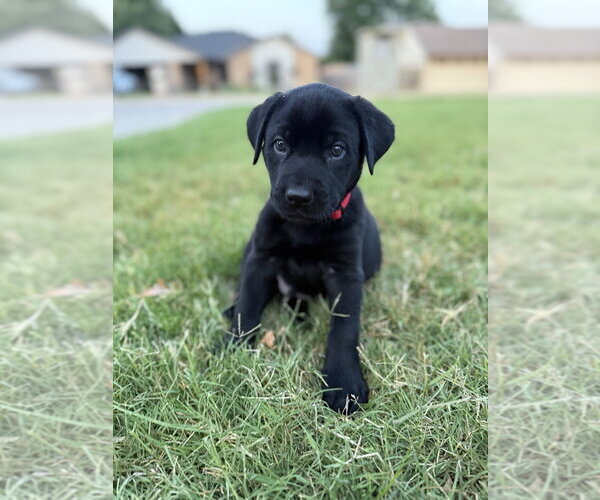 Medium Photo #4 Labrador Retriever-Unknown Mix Puppy For Sale in OKLAHOMA CITY, OK, USA