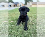 Small #3 Labrador Retriever Mix