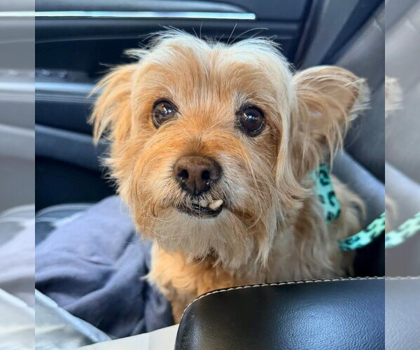 Medium Photo #1 Mutt Puppy For Sale in Vail, AZ, USA