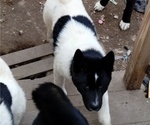 Small Photo #7 Akita Puppy For Sale in LIVINGSTON, MT, USA