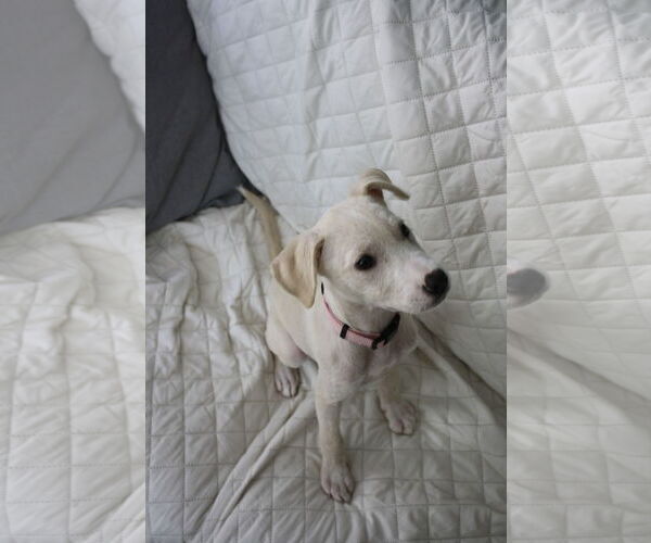 Medium Photo #2 Catahoula Leopard Dog-Unknown Mix Puppy For Sale in Oakhurst, NJ, USA