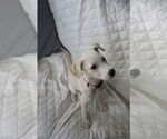 Small Photo #2 Catahoula Leopard Dog-Unknown Mix Puppy For Sale in Oakhurst, NJ, USA