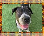 Small #4 American Bandogge mastiff