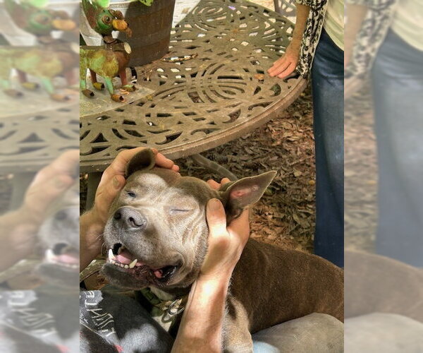 Medium Photo #5 American Pit Bull Terrier-Staffordshire Bull Terrier Mix Puppy For Sale in Atlanta, GA, USA