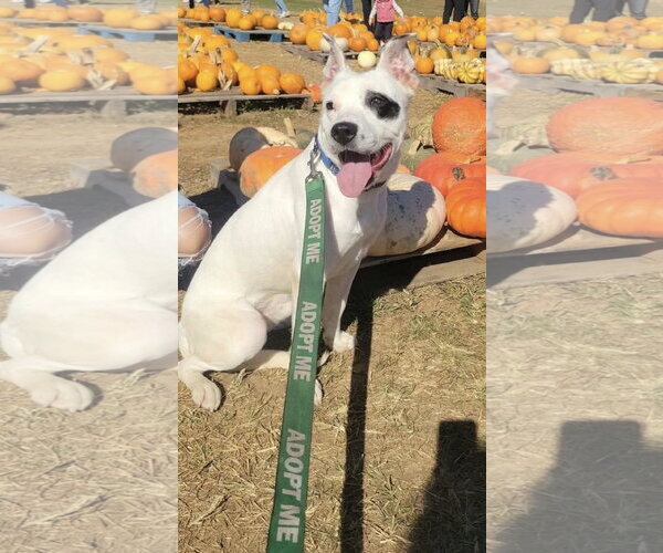 Medium Photo #5 Mutt Puppy For Sale in Rustburg, VA, USA