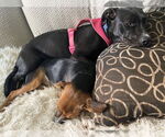 Small #3 American Staffordshire Terrier-Boxer Mix
