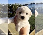 Small Photo #2 Bichon Frise Puppy For Sale in SEBASTIAN, FL, USA