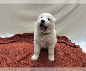 Anatolian Pyrenees Puppy for Sale in CULDESAC, Idaho USA
