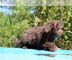 Small #16 ShihPoo
