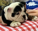 Small #9 Bulldog